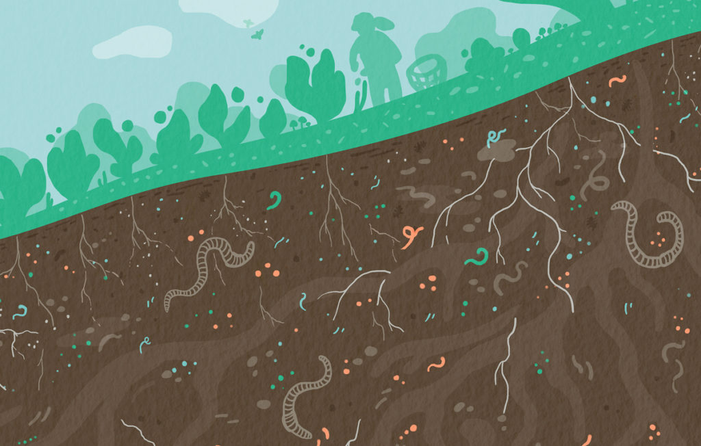 Composteren en biodiversiteit in de bodem